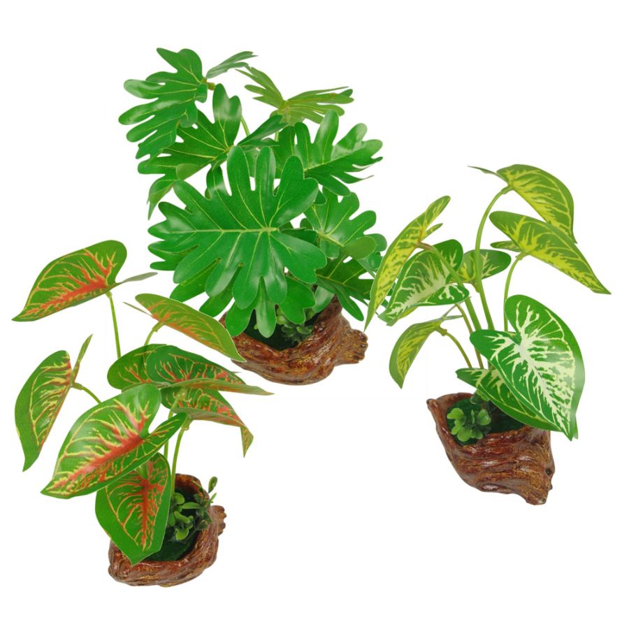 Leafy Plant 22cm Assorted