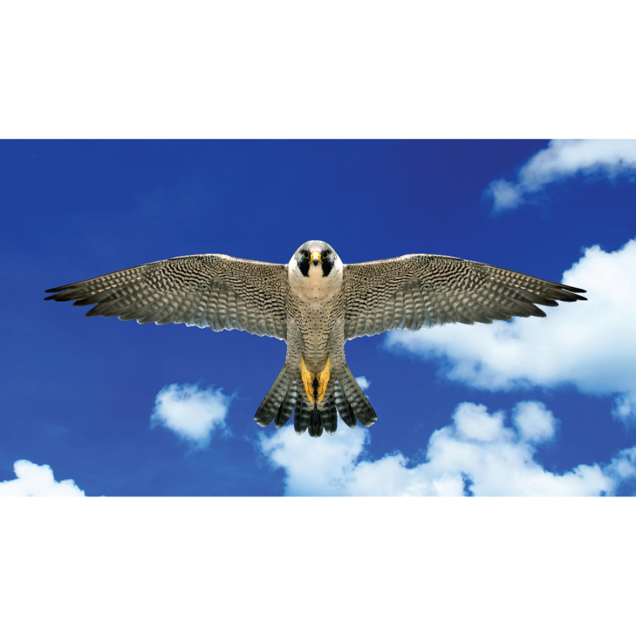 Brookite Peregrine Falcon Kite 120cm x 44cm